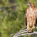 Red-tailed Hawk